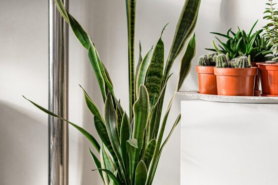 découvrez le monde fascinant des plantes d'intérieur ! apprenez à choisir, entretenir et profiter de vos houseplants pour égayer votre maison tout en améliorant votre bien-être et votre environnement.