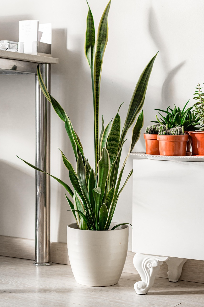 découvrez le monde fascinant des plantes d'intérieur ! apprenez à choisir, entretenir et profiter de vos houseplants pour égayer votre maison tout en améliorant votre bien-être et votre environnement.