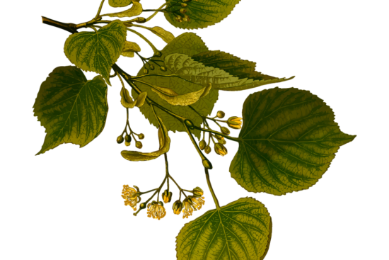 découvrez les vertus des plantes médicinales et apprenez à les utiliser pour améliorer votre bien-être au quotidien. explorez les remèdes naturels et les conseils d'experts pour bénéficier des bienfaits des herbes et des extraits botaniques.