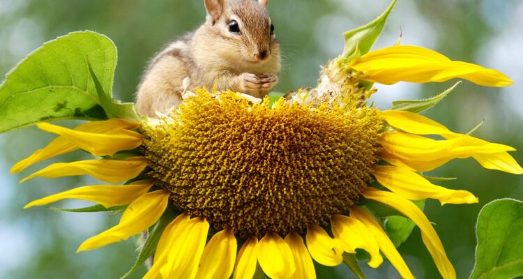 découvrez l'importance de la biodiversité et son impact sur notre planète. cette exploration met en lumière la richesse des espèces, leurs écosystèmes et les défis auxquels ils font face. apprenez comment préserver notre héritage naturel pour les générations futures.