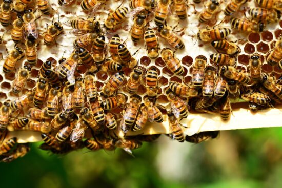 découvrez l'importance de protéger les abeilles pour la biodiversité et l'environnement. apprenez des méthodes simples pour contribuer à leur sauvegarde et favoriser la pollinisation.