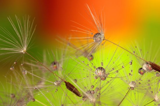découvrez comment réussir le démarrage de vos semences en intérieur avec nos conseils pratiques. apprenez à choisir les bonnes graines, à préparer le sol, et à créer des conditions idéales pour favoriser une germination rapide et saine.