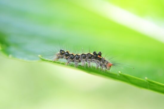 découvrez nos solutions efficaces de lutte antiparasitaire pour protéger votre maison et votre jardin des nuisibles. nos experts en contrôle des nuisibles offrent des services professionnels et écologiques pour un environnement sain et sécurisé.