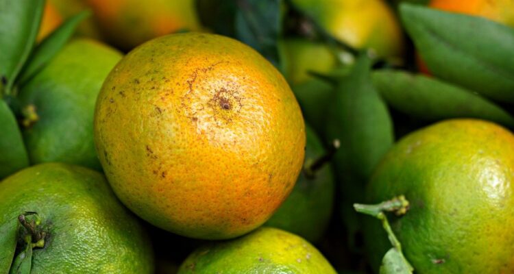 découvrez les techniques de désherbage biologique pour entretenir un jardin sain et respectueux de l'environnement. apprenez à éliminer les mauvaises herbes sans nuire à la biodiversité.