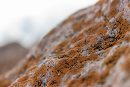 découvrez les herbicides naturels, une alternative écologique pour lutter contre les mauvaises herbes. apprenez comment ces solutions efficaces protègent votre jardin tout en préservant l'environnement. transformez votre approche du jardinage avec des produits respectueux de la nature.