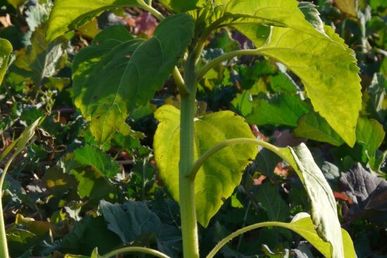 découvrez l'importance de la rotation des cultures pour améliorer la santé du sol, optimiser la production agricole et favoriser la biodiversité. explorez les techniques et les avantages d'une rotation bien planifiée.