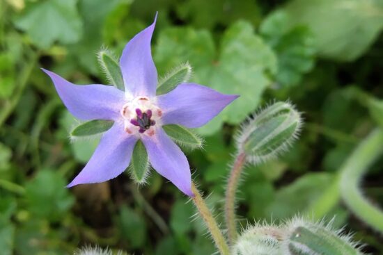 découvrez la permaculture, une méthode de culture durable qui s'inspire des écosystèmes naturels. apprenez à créer un jardin productif et respectueux de l'environnement tout en favorisant la biodiversité et en optimisant l'utilisation des ressources.