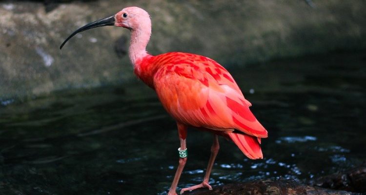 découvrez la beauté et la diversité de la nature à travers des paysages époustouflants, une faune fascinante et des écosystèmes riches. explorez des conseils sur la préservation de l'environnement et les merveilles naturelles à admirer.