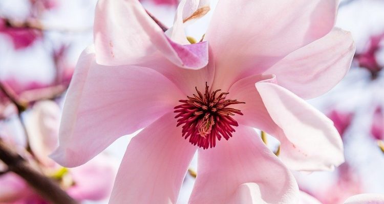 découvrez notre vaste sélection de fleurs fraîches et colorées pour toutes les occasions. que ce soit pour un anniversaire, un mariage ou simplement pour égayer votre maison, nos arrangements floraux raffinés sauront apporter joie et beauté à chaque moment.