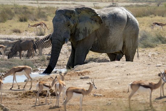 découvrez l'art de l'arrosage : conseils pratiques et techniques pour garder vos plantes en pleine santé. apprenez à maîtriser l'irrigation pour un jardin florissant tout au long de l'année.