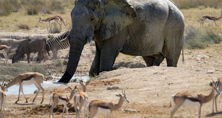 découvrez l'art de l'arrosage : conseils pratiques et techniques pour garder vos plantes en pleine santé. apprenez à maîtriser l'irrigation pour un jardin florissant tout au long de l'année.