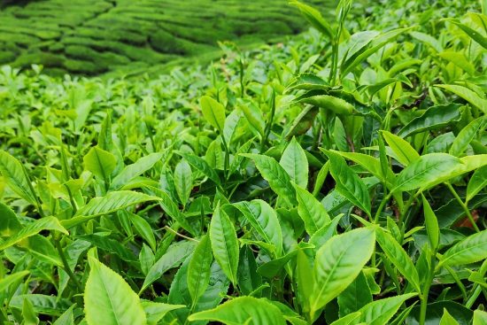 découvrez nos conseils et astuces pour réussir votre plantation, que ce soit dans le jardin ou en intérieur. apprenez à choisir les meilleures plantes, à préparer votre sol et à entretenir votre espace vert pour une floraison éclatante et un environnement sain.