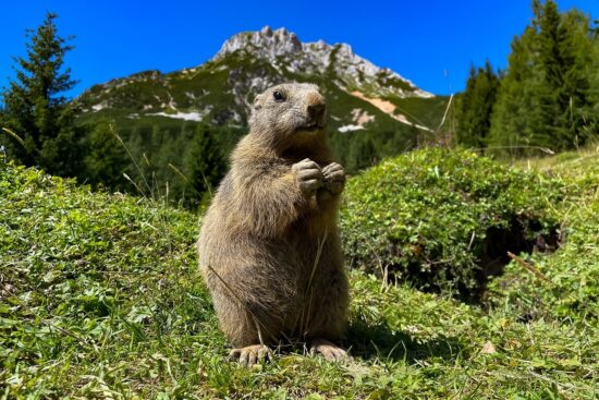 découvrez l'importance de la biodiversité pour notre planète, ses enjeux écologiques et les actions à entreprendre pour préserver la richesse des espèces et des écosystèmes.