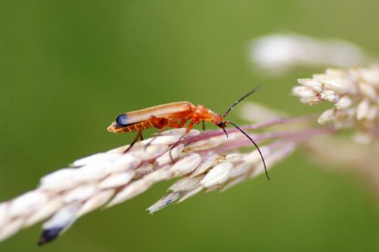 découvrez l'importance des insectes bénéfiques pour l'écosystème, leur rôle dans la pollinisation et la lutte naturelle contre les nuisibles. apprenez comment favoriser leur présence dans votre jardin pour un environnement sain et productif.