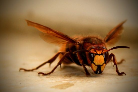 découvrez nos solutions efficaces de lutte contre les nuisibles. protégez votre maison des insectes, rongeurs et autres parasites avec des méthodes professionnelles et respectueuses de l'environnement. contactez-nous pour un diagnostic personnalisé.