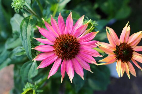 découvrez les plantes vivaces, des trésors du jardin qui fleurissent année après année. apprenez à les choisir, les entretenir et les associer pour créer des espaces verdoyants et écoresponsables.