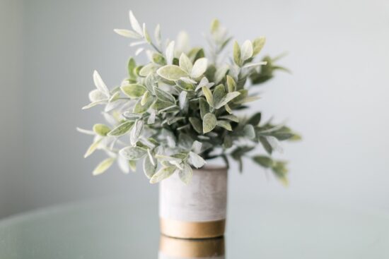 découvrez notre sélection de plantes d'intérieur pour égayer votre espace de vie. apprenez à choisir, entretenir et profiter des bienfaits des plantes chez vous grâce à nos conseils d'experts.