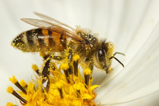 découvrez l'importance de la conservation des abeilles pour notre écosystème. apprenez les gestes simples à adopter pour protéger ces pollinisateurs essentiels, soutenez les initiatives locales et participez à la préservation de la biodiversité.