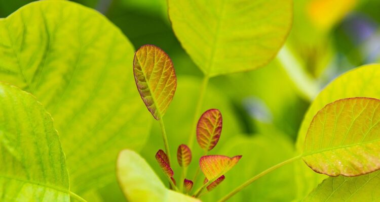 découvrez les plantes répulsives, des alliées naturelles pour éloigner les insectes nuisibles de votre jardin. apprenez à les cultiver et à les utiliser efficacement pour protéger vos espaces extérieurs tout en embellissant votre environnement.