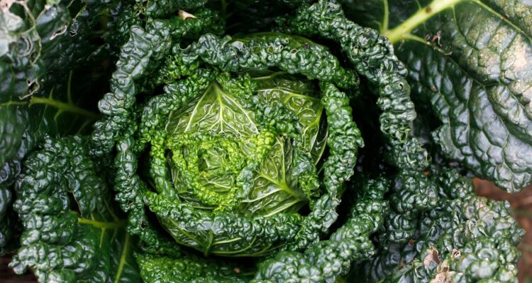 découvrez les principes de la permaculture, une approche durable et éthique de l'agriculture qui respecte l'environnement et favorise la biodiversité. apprenez à cultiver des jardins prolifiques tout en préservant les ressources naturelles.