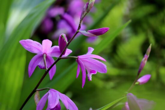 découvrez les plantes rustiques idéales pour embellir votre jardin tout au long de l'année. apprenez à choisir, cultiver et entretenir des espèces robustes qui résistent aux intempéries et aux variations climatiques.