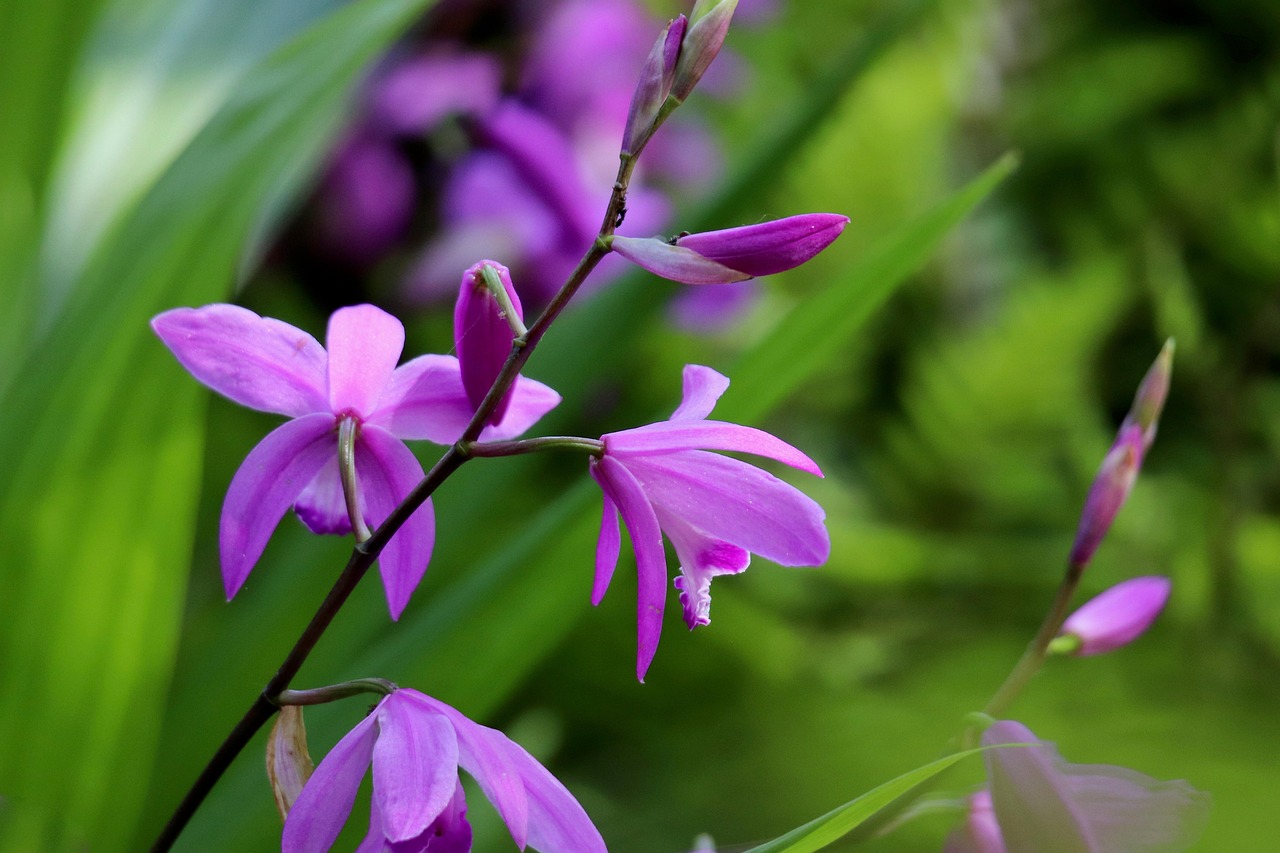 découvrez les plantes rustiques idéales pour embellir votre jardin tout au long de l'année. apprenez à choisir, cultiver et entretenir des espèces robustes qui résistent aux intempéries et aux variations climatiques.