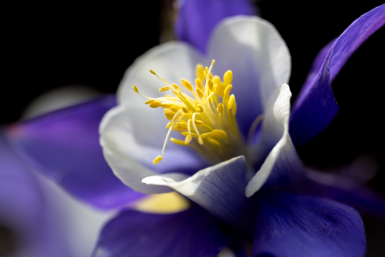 découvrez l'univers des plantes vivaces : des trésors botaniques qui embellissent votre jardin année après année. apprenez à choisir, cultiver et entretenir vos vivaces pour un espace extérieur florissant et durable.