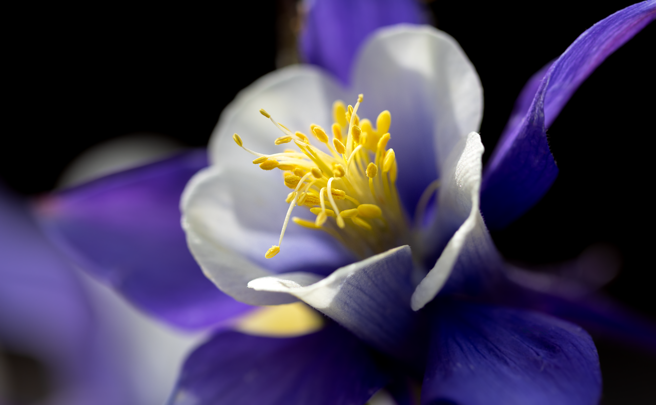 découvrez l'univers des plantes vivaces : des trésors botaniques qui embellissent votre jardin année après année. apprenez à choisir, cultiver et entretenir vos vivaces pour un espace extérieur florissant et durable.