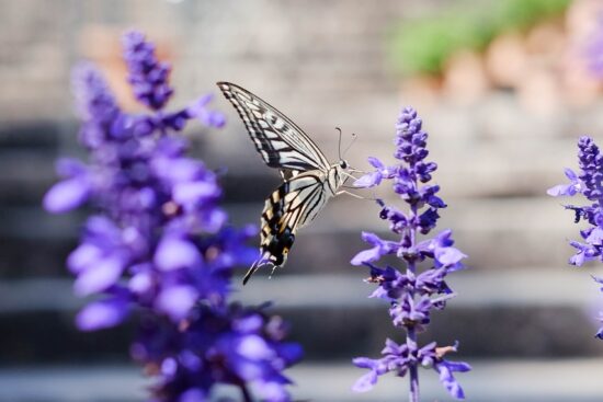 découvrez comment créer un jardin accueillant pour les pollinisateurs, avec des conseils sur les plantes à privilégier, des astuces pour favoriser la biodiversité et des idées pour transformer votre espace extérieur en un havre de paix pour abeilles, papillons et autres insectes essentiels.