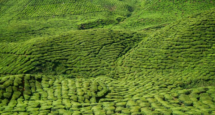 savourez un moment de détente autour d'un thé dans votre jardin. découvrez des recettes de thés variés, des conseils pour créer un espace agréable et des idées d'infusions pour vos après-midis en plein air.