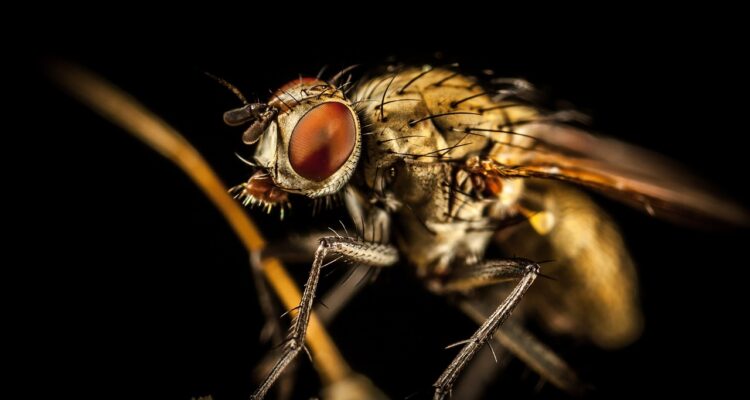 découvrez tout ce qu'il faut savoir sur les nuisibles : identification, prévention et méthodes de contrôle efficaces pour protéger votre maison et votre jardin.