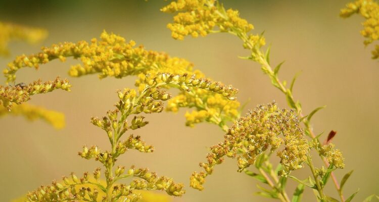 découvrez l'univers enchanteur des jardins, de la culture des plantes à l'aménagement paysager, et laissez libre cours à votre créativité pour transformer votre espace extérieur en un véritable havre de paix.