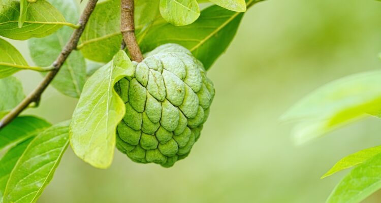 découvrez le monde fascinant des plantes exotiques ! explorez des espèces uniques et variées qui apporteront une touche d'originalité à votre intérieur ou votre jardin. plantes vibrantes, conseils d'entretien et inspirations botaniques vous attendent.