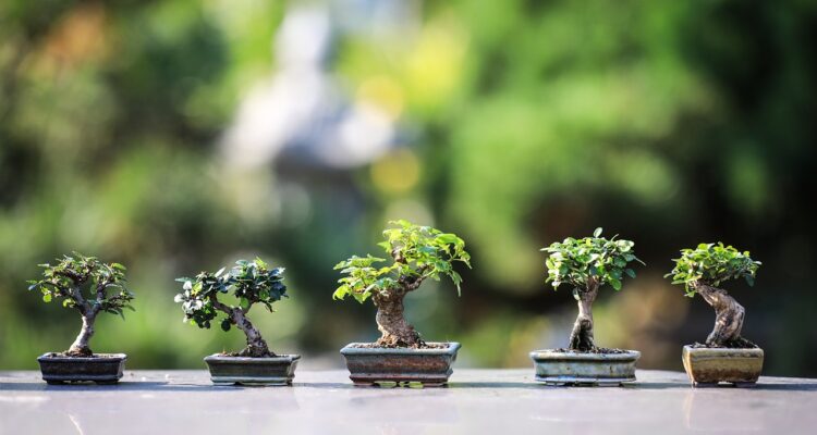 découvrez la beauté des arbres ornementaux, parfaits pour embellir votre jardin et créer des espaces extérieurs harmonieux. apprenez à choisir les espèces adaptées à votre climat et à votre style, et profitez de leur floraison spectaculaire et de leur feuillage luxuriant tout au long de l'année.