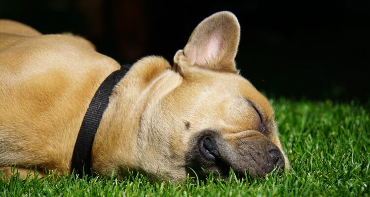 découvrez l'élégance et la beauté des jardins français, où la nature et l'art de vivre s'entrelacent. plantes luxuriantes, parterres soignés et une atmosphère apaisante caractérisent ces espaces extérieurs enchanteurs. explorez des idées et des conseils pour créer votre propre jardin à la française.