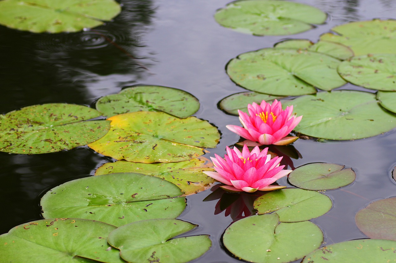 découvrez l'univers fascinant des plantes aquatiques, leurs caractéristiques, avantages et conseils pour les cultiver dans votre aquarium ou jardin aquatique. apportez vie et beauté à vos espaces aquatiques avec ces incroyables espèces végétales.