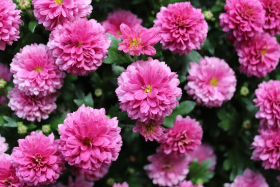 découvrez notre sélection de plantes vivaces robustes, idéales pour embellir votre jardin tout en résistant aux intempéries. explorez des variétés qui prospèrent sans entretien excessif et apportez une touche de verdure durable à votre espace extérieur.