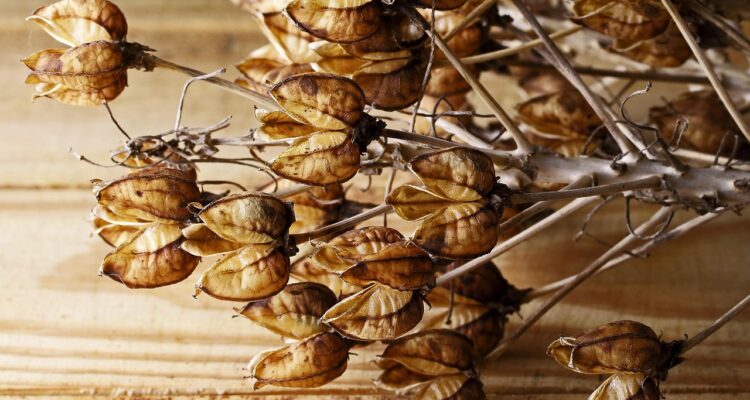 découvrez les techniques de propagation des plantes pour multiplier vos végétaux facilement. apprenez les méthodes de bouturage, marcottage et semis pour enrichir votre jardin avec succès.