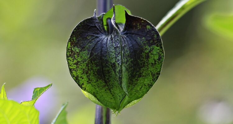 découvrez des méthodes naturelles de lutte contre les nuisibles pour protéger votre jardin et votre maison tout en respectant l'environnement. apprenez à utiliser des solutions écologiques et durables pour un contrôle efficace des parasites.