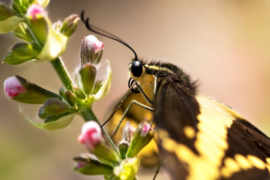 découvrez les plantes pollinatrices essentielles pour attirer abeilles, papillons et autres pollinisateurs dans votre jardin. apprenez à choisir et cultiver ces espèces bénéfiques pour la biodiversité et la santé de votre écosystème.