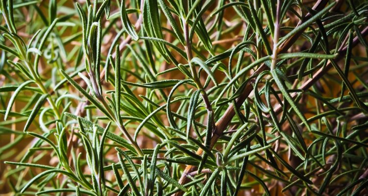 découvrez la beauté et la diversité des plantes méditerranéennes. explorez les espèces emblématiques, leurs caractéristiques uniques et les conseils d'entretien pour intégrer ces merveilles de la nature dans votre jardin.